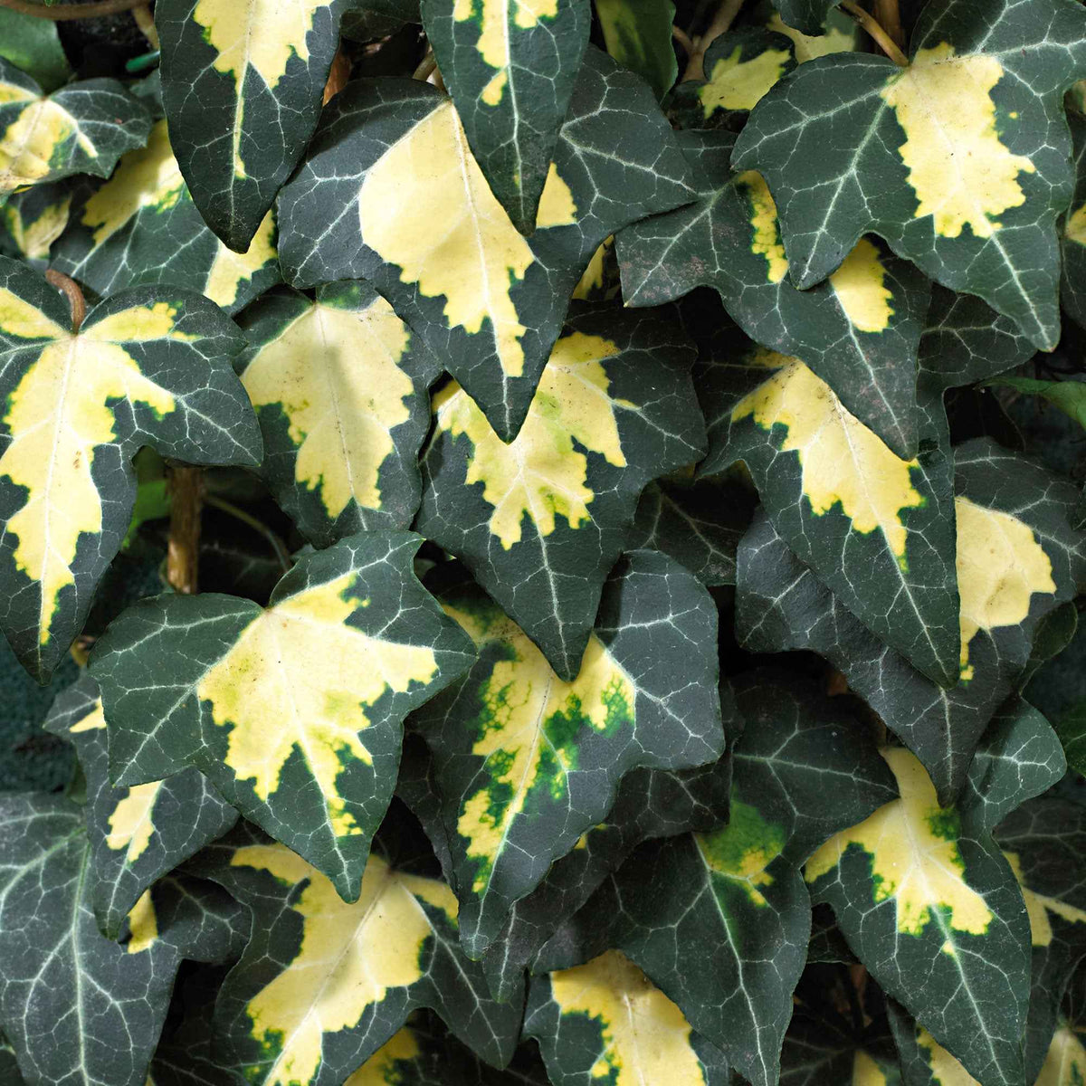 Klimop 'Goldheart' - Hedera helix Goldheart - Bakker