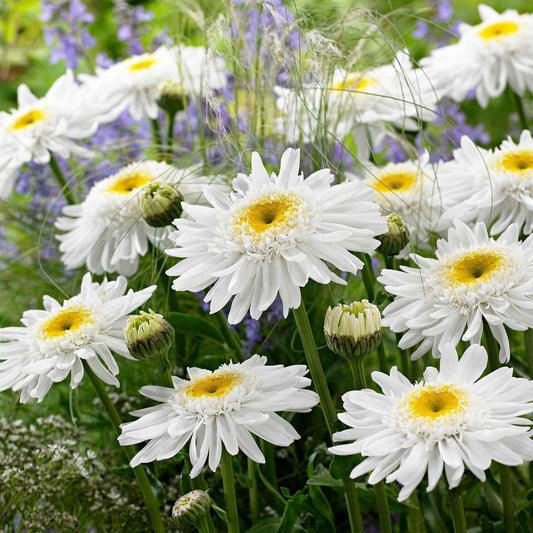 Dubbele margriet 'Wirral Supreme' - Bakker