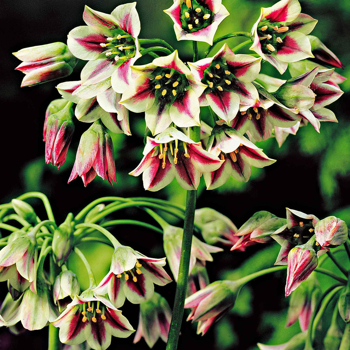 Bulgaarse sierui (x15) - Allium bulgaricum - Bakker