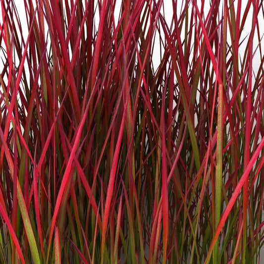 Japans bloedgras 'Red Baron' (x2) - Imperata cylindrica red baron - Bakker