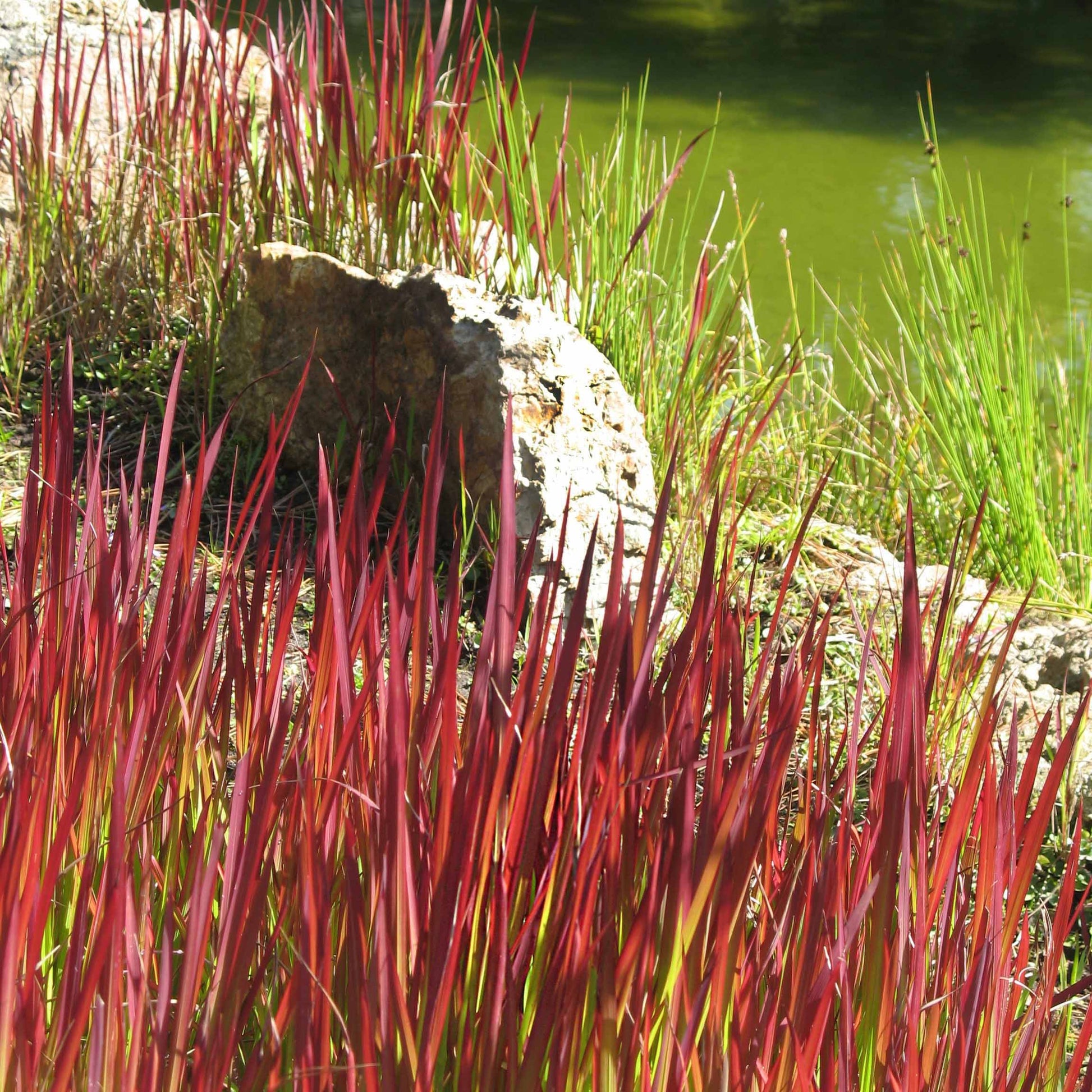 Verkoop Japans bloedgras 'Red Baron' (x2) - Imperata cylindrica red baron