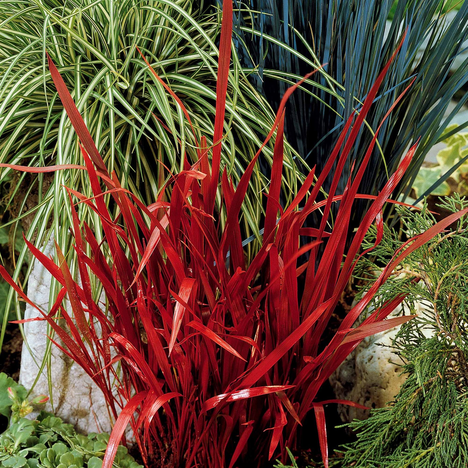 Imperata cylindrica red baron - Japans bloedgras 'Red Baron' (x2) - Siergrassen