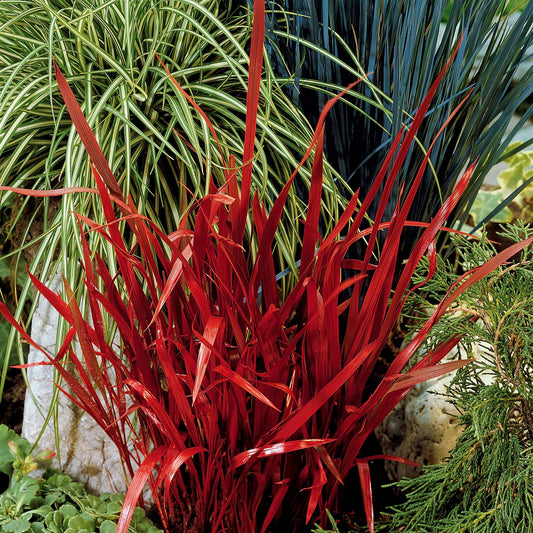 Imperata cylindrica red baron - Japans bloedgras 'Red Baron' (x2) - Siergrassen