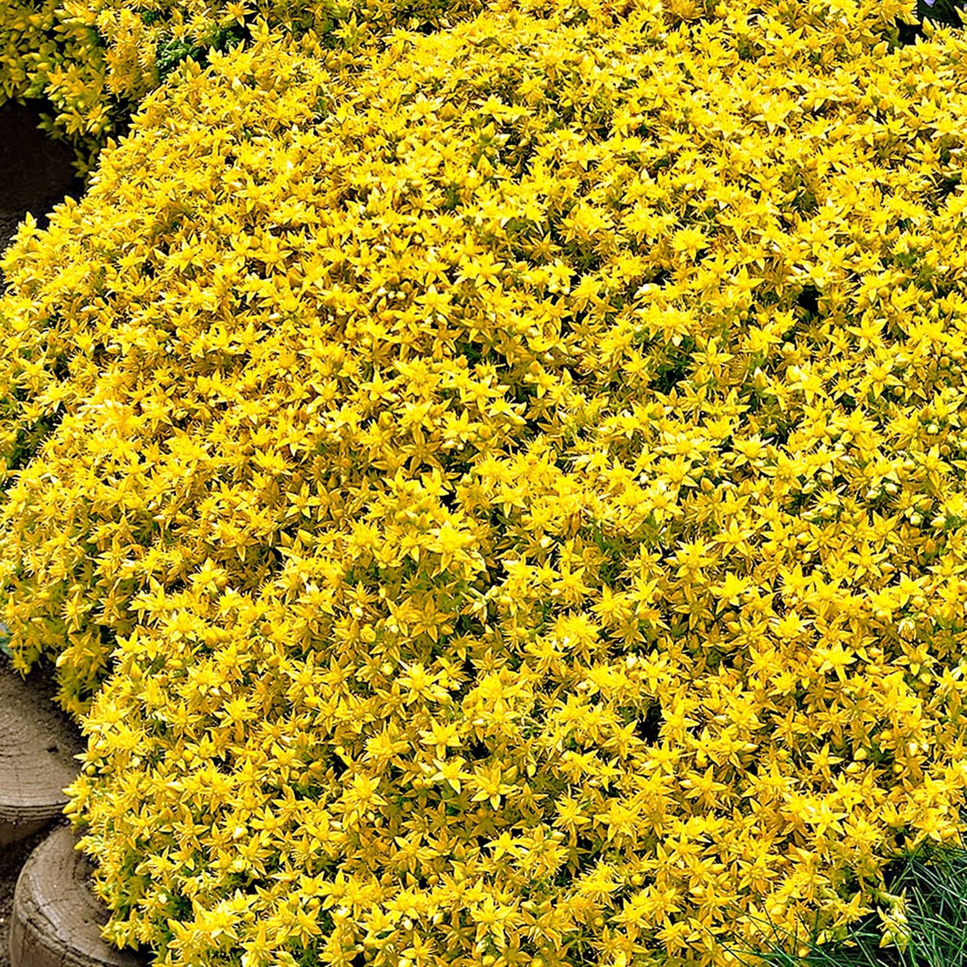 Gele muurpeper (x2) - Sedum acre - Heesters en vaste planten