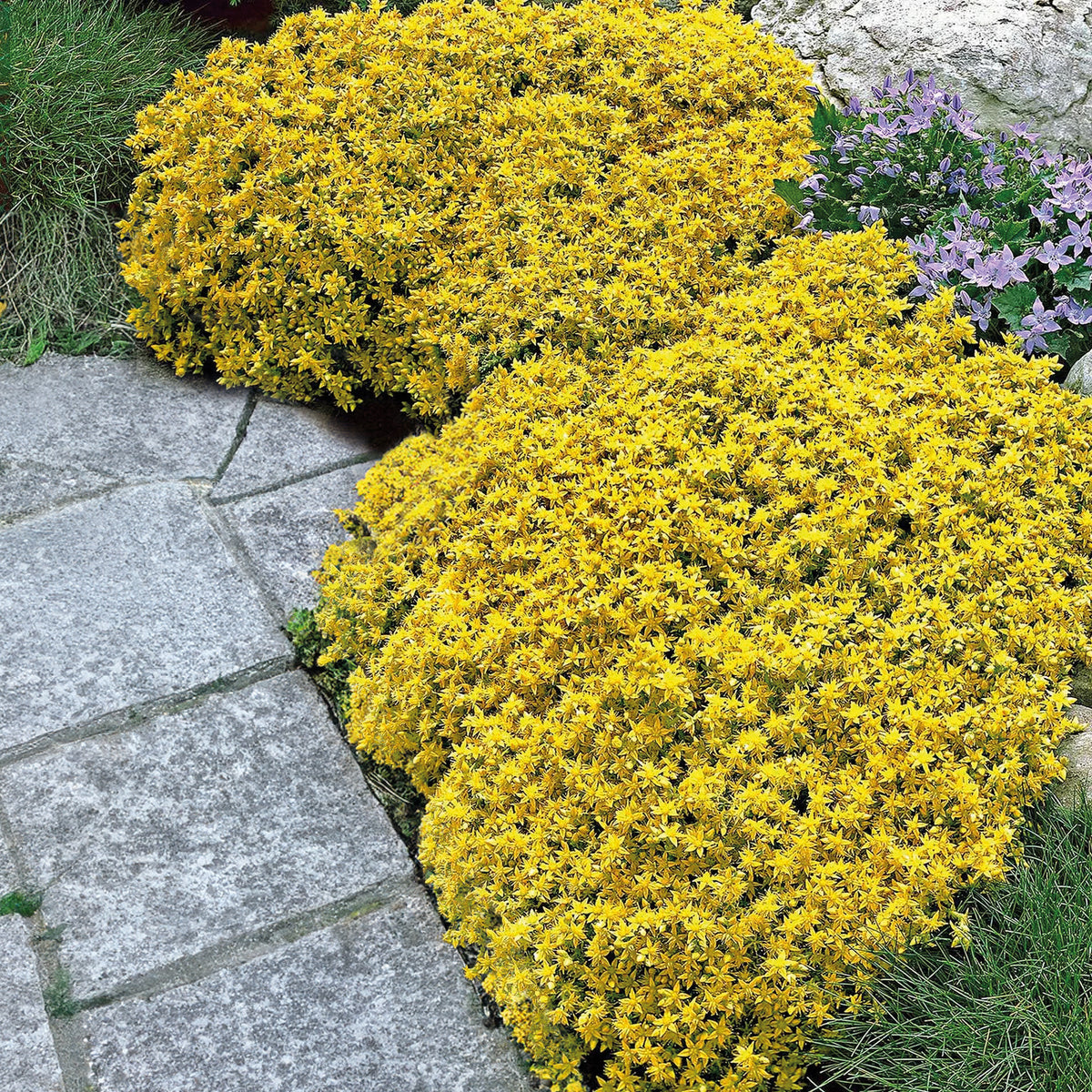 Verkoop Gele muurpeper (x2) - Vaste planten