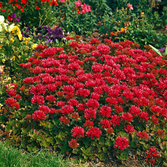 Rode muurpeper 'Schorbuser Blut' (x3) - Sedum spurium schorbuser blut - Tuinplanten