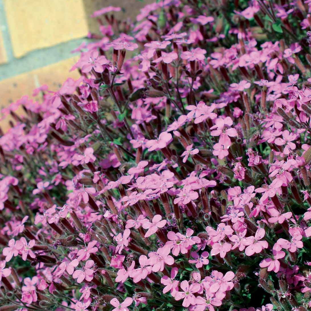 Naakte wortels - Zeepkruid (x5) - Saponaria ocymoïdes