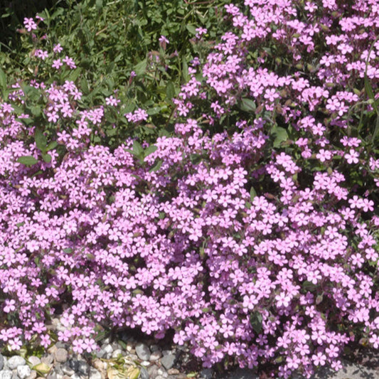 Zeepkruid (x5) - Saponaria ocymoïdes - Tuinplanten