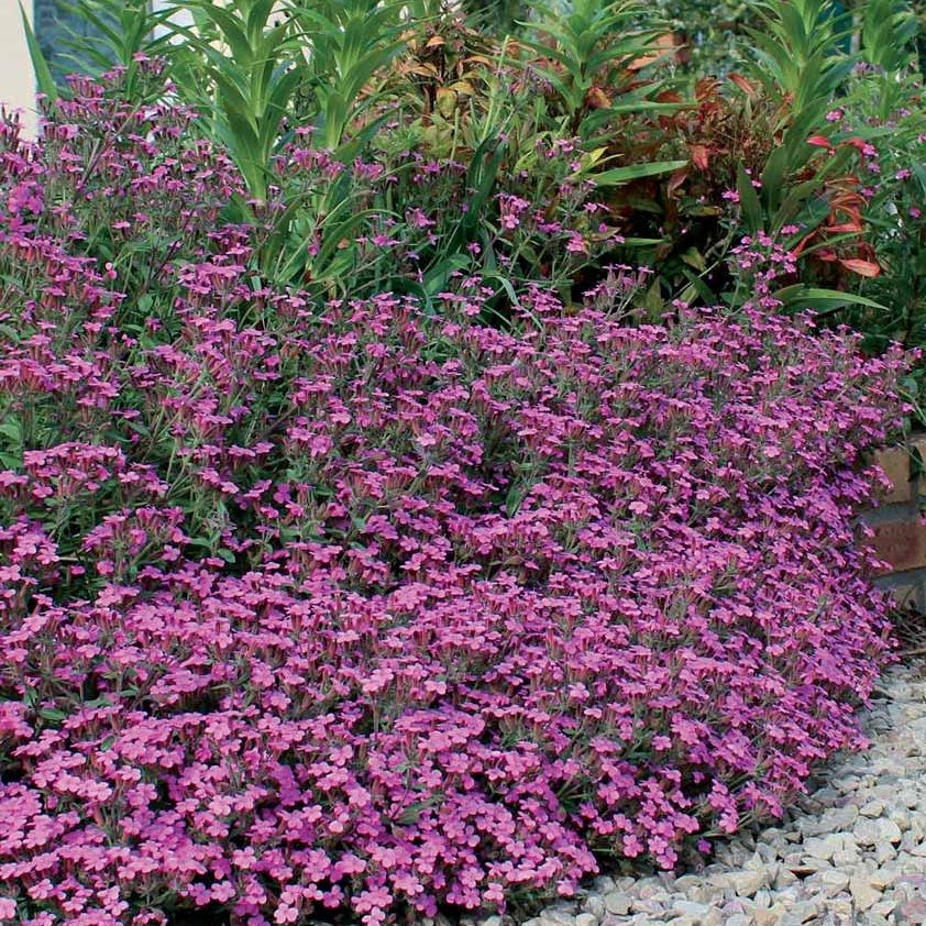 Zeepkruid (x5) - Saponaria ocymoïdes | Bakker.com