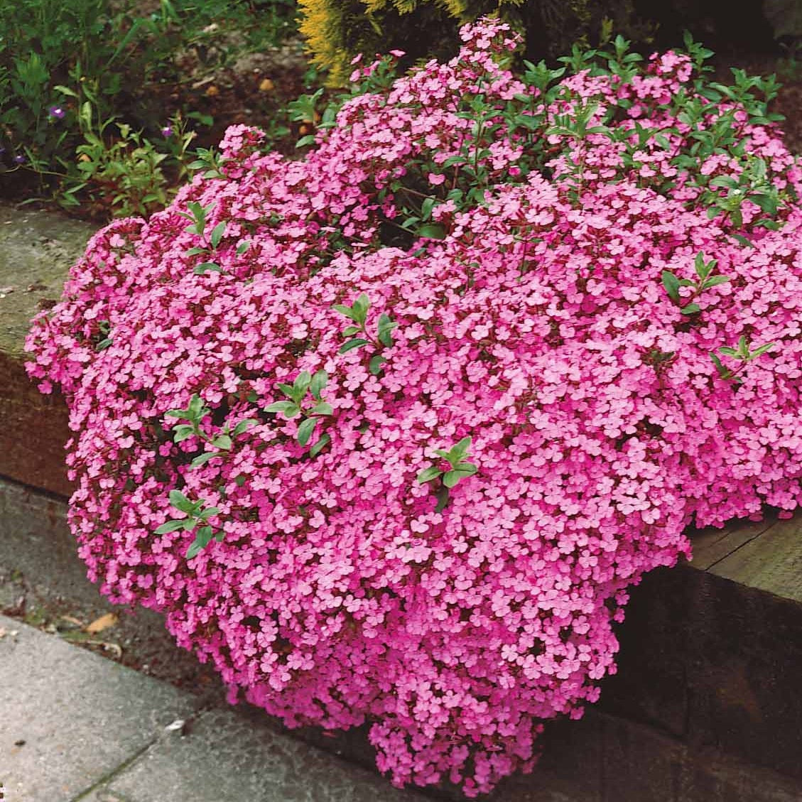 Zeepkruid (x5) - Saponaria ocymoïdes | Bakker.com