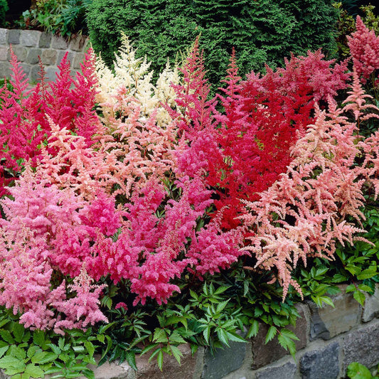 Astilbe - Mix 'Magic' (x4) - Bakker