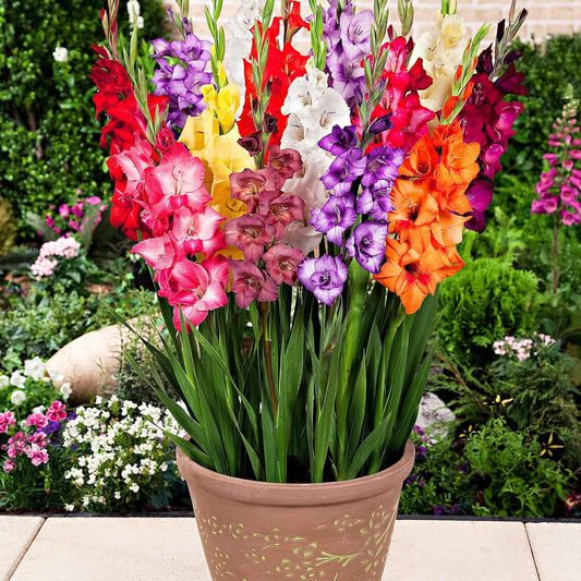 Gladiool Mix 'Glamini' (x12) - Bakker