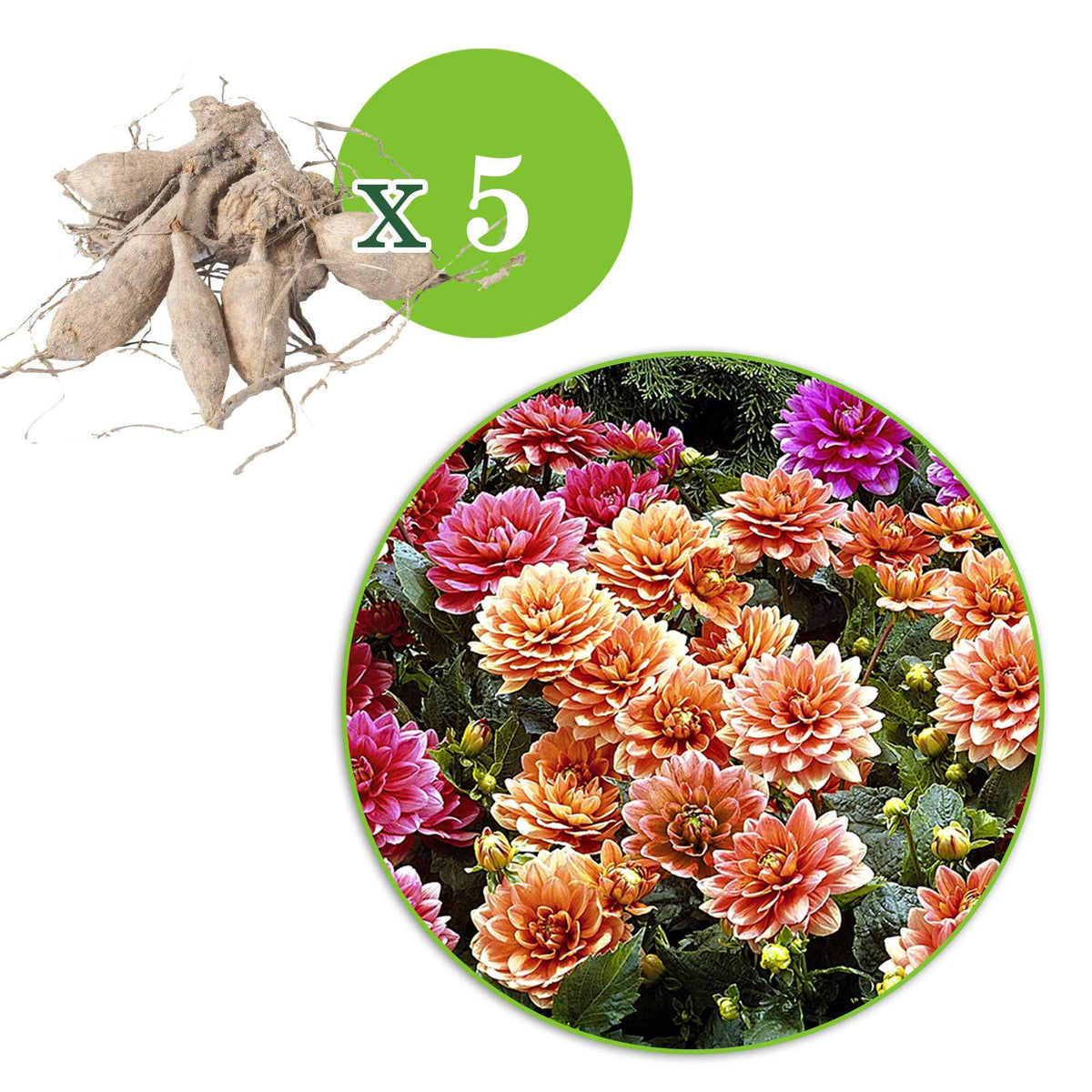 Verkoop Grootbloemige Dahlia Mix - Dahlia berliner kleene, bluesette, margareth kleen