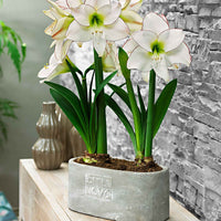 Amaryllis 'Picotee'