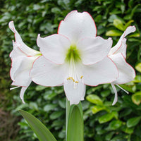 Amaryllis 'Picotee'