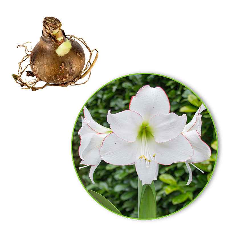 Hippeastrum picotee - Amaryllis 'Picotee' - Amaryllis