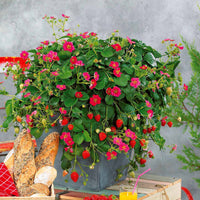 Verkoop Aardbei 'Toscana' (x3) - Fragaria x ananassa toscana