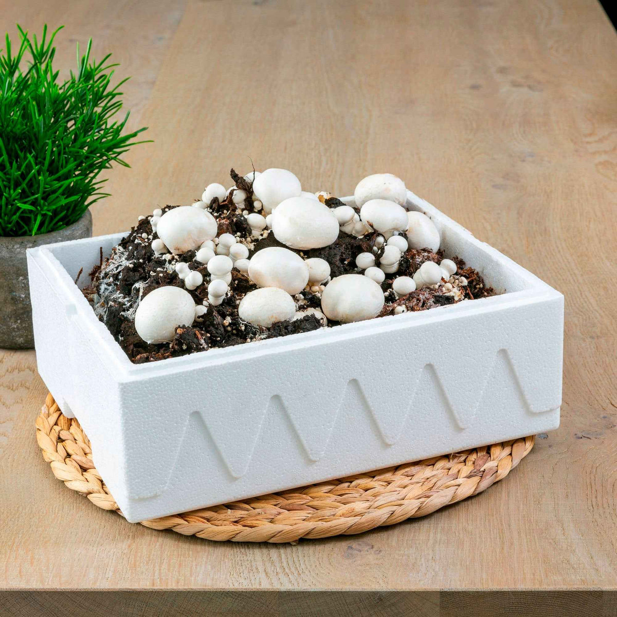 Kweekset witte champignon - Bakker