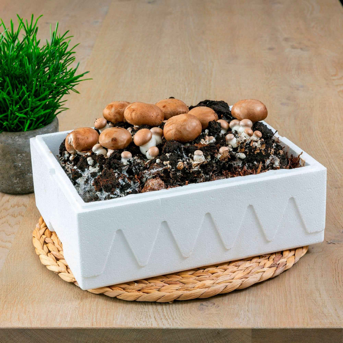 Kweekset champignon - Bakker