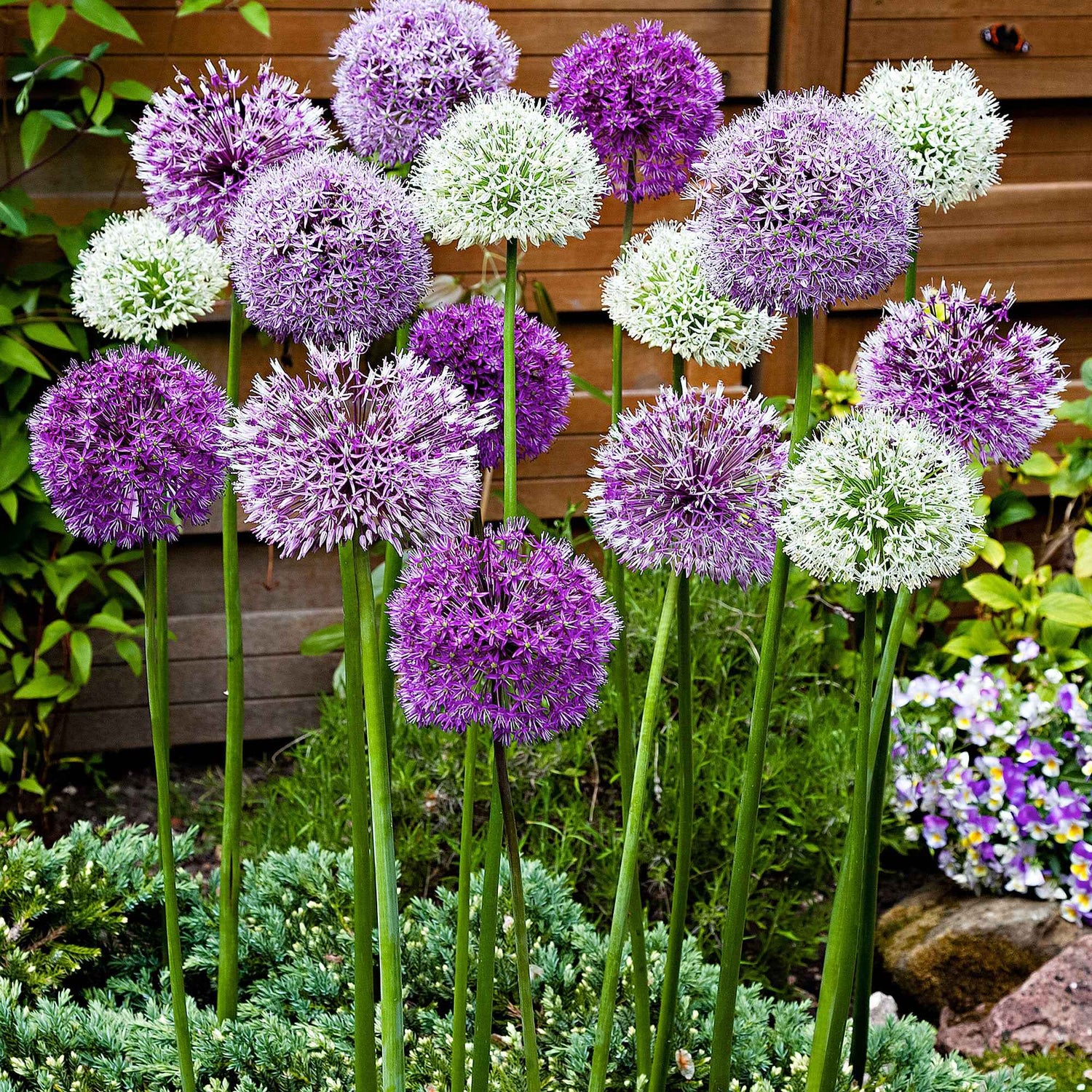 Allium