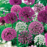 Allium - Sierui Mix (x10) - Allium