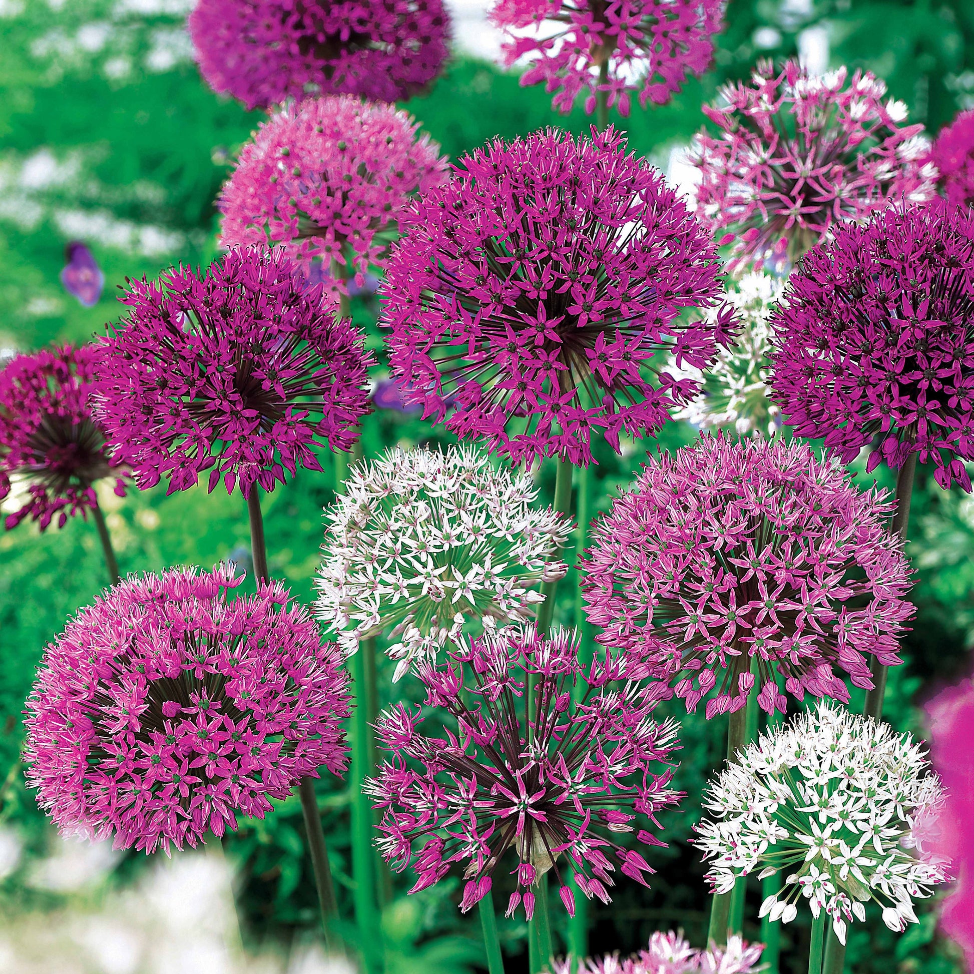 Allium - Sierui Mix (x10) - Allium