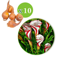 Zuurstokzuring (x10) - Oxalis versicolor - Bakker