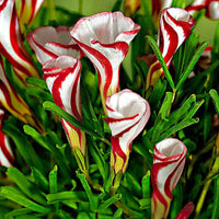 Oxalis versicolor - Zuurstokzuring (x10) - Bloembollenpaketten
