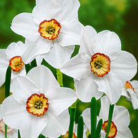 Dichtersnarcis (x10) - Narcissus recurvus - Voorjaarsbloeiers
