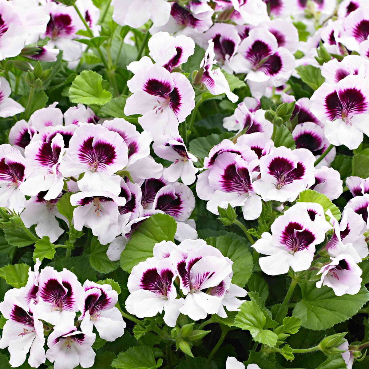 Pelargonium crispum lizzy - Geranium 'Mosquitaway Lizzy' (x3) - Geranium - Pelargonium
