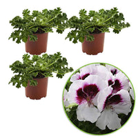 Geranium 'Mosquitaway Lizzy' (x3) - Pelargonium crispum lizzy