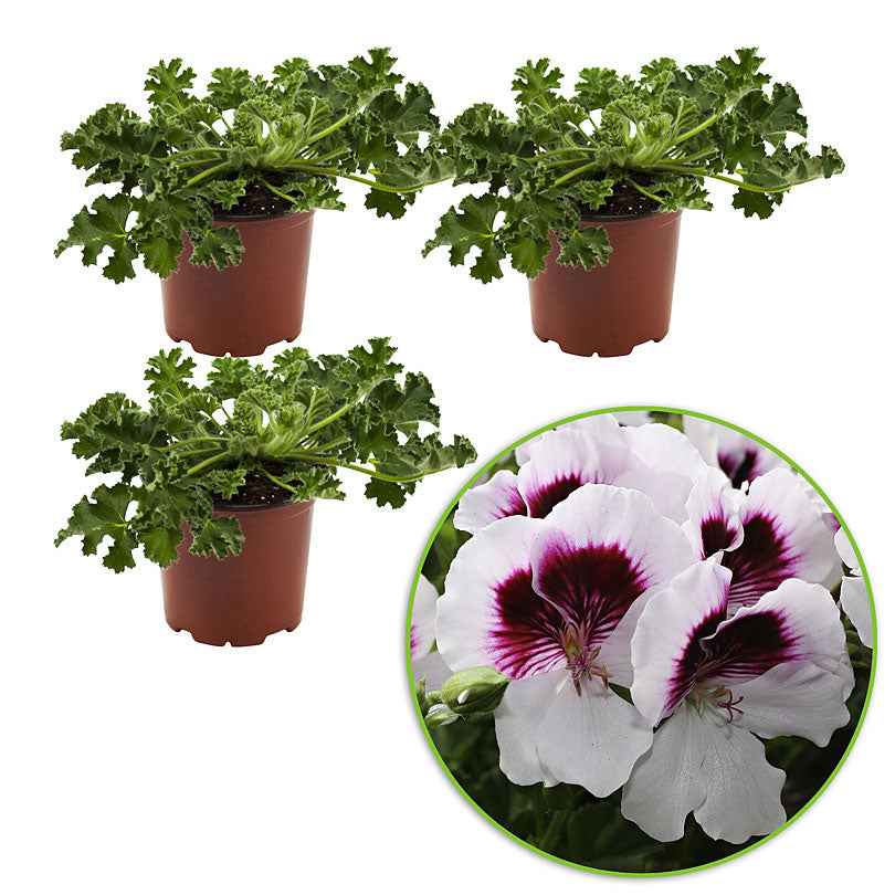 Geranium - Pelargonium - Geranium 'Mosquitaway Lizzy' (x3) - Pelargonium crispum lizzy