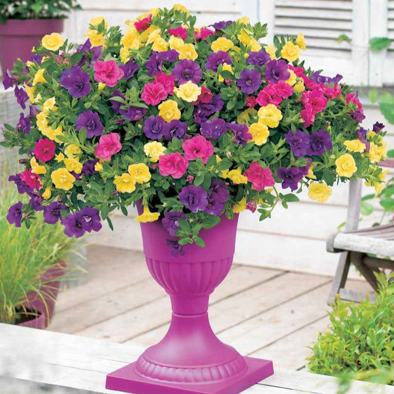 Dubbelbloemige petunia Mix (x3) - Calibrachoa - Bakker
