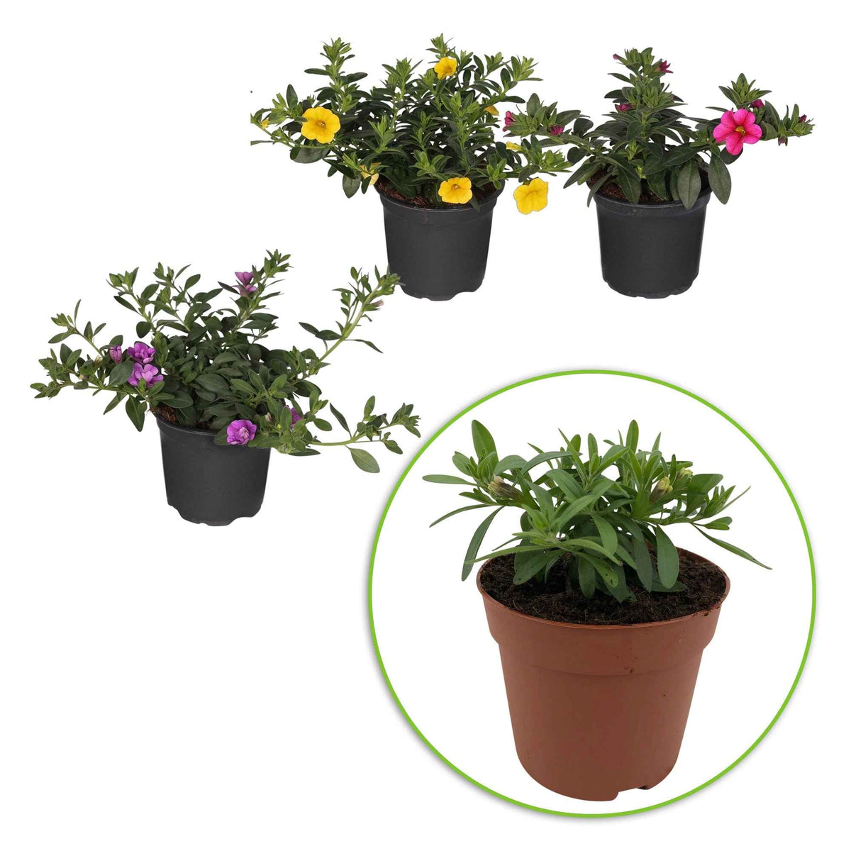 Calibrachoa - Dubbelbloemige petunia Mix (x3) - Petunia en Calibrachoa