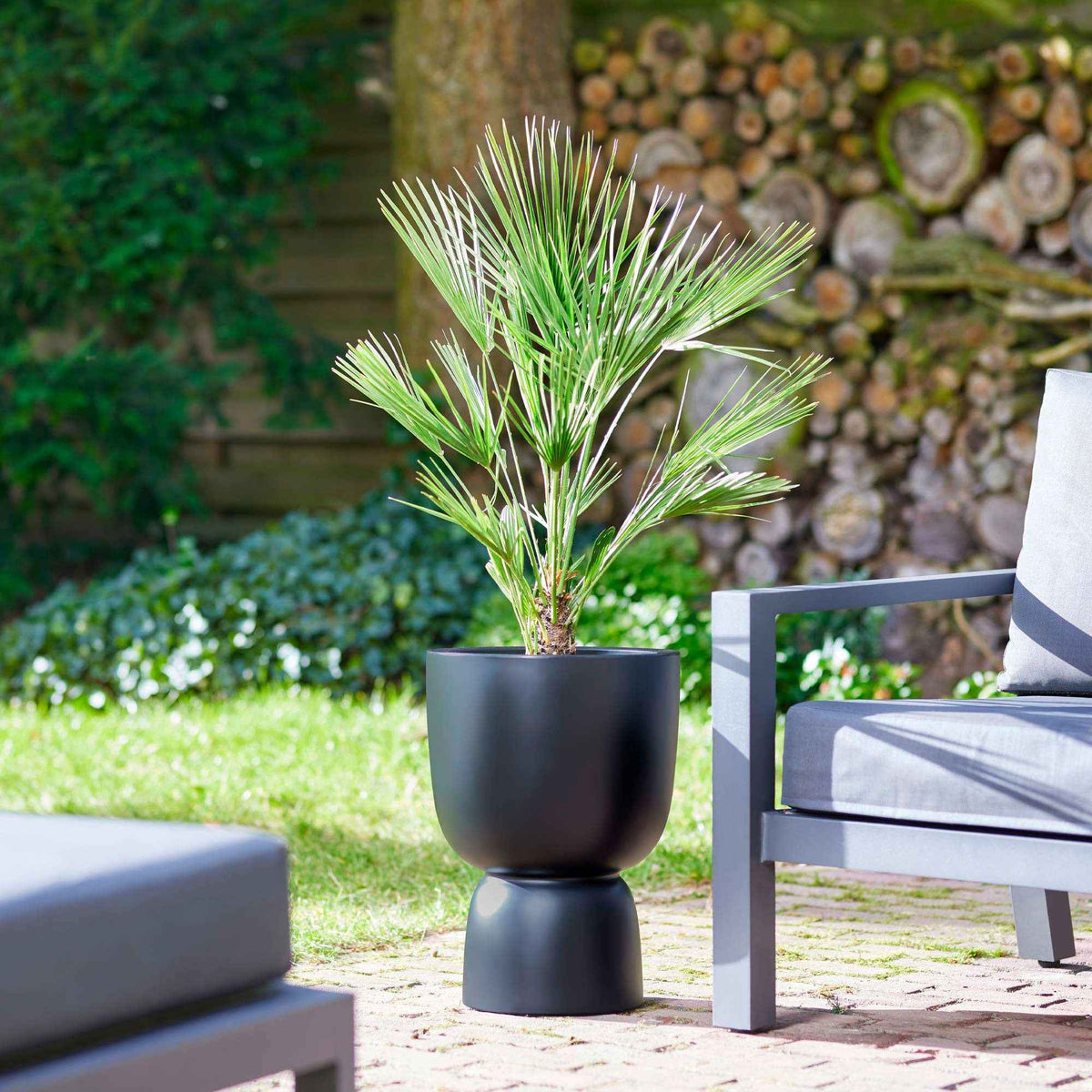 Chinese waaierpalm - Trachycarpus fortunei - Bakker