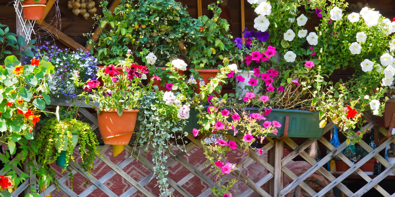 Focus: balkon en perkplanten