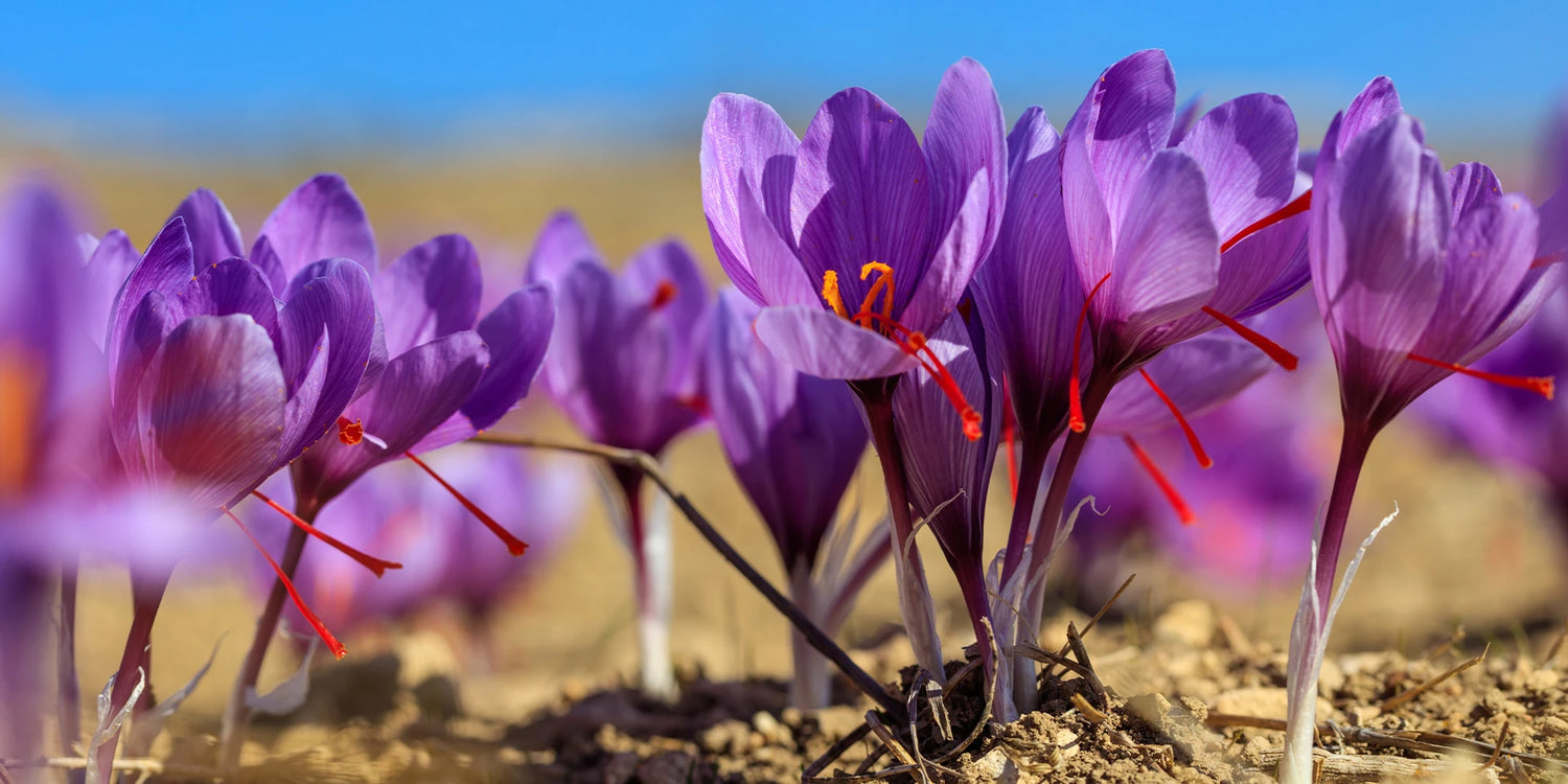 Het juweel van de tuin: De saffraankrokus