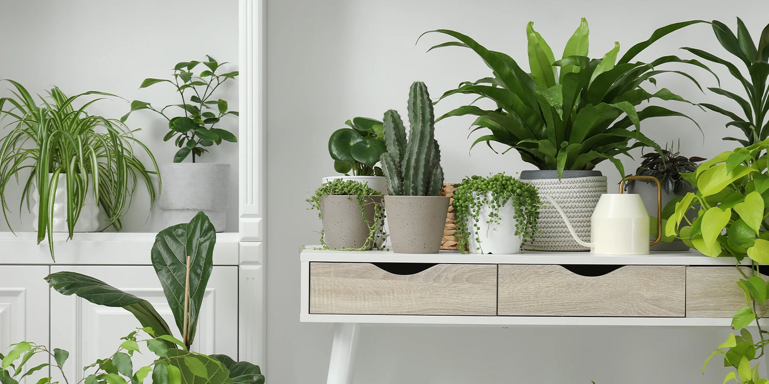 -20% op alle kamerplanten met de code BINNEN20