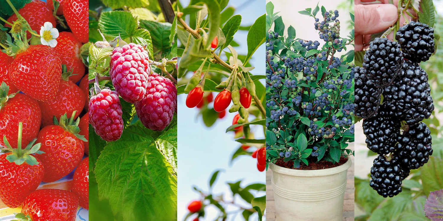 Weekenddeal: 5 soorten rode vruchten tot -60%!