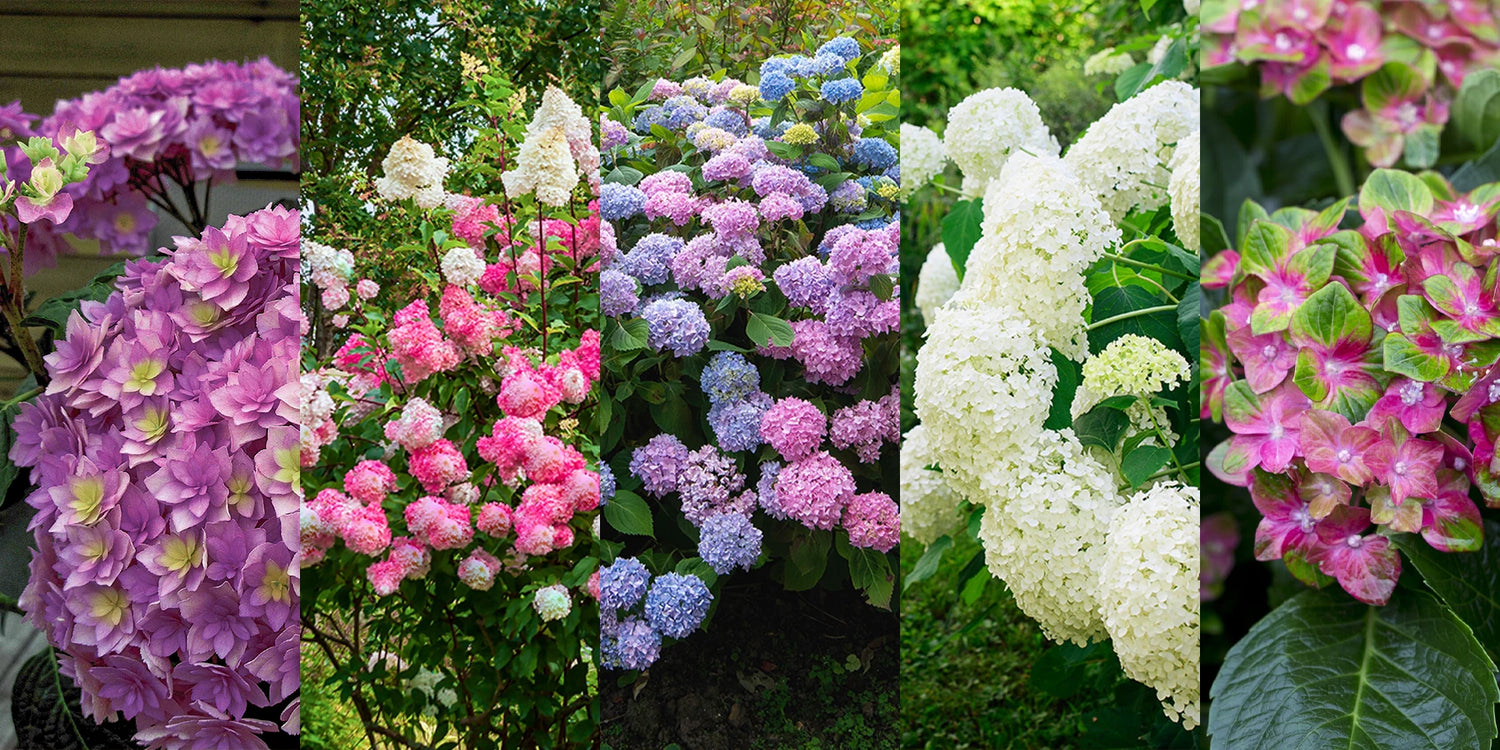 Top Deal: 5 soorten hortensia's tot 65% korting!