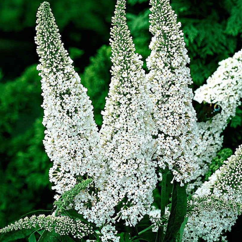 Vlinderstruik 'White Profusion' - Buddleja davidii white profusion - Tuinplanten