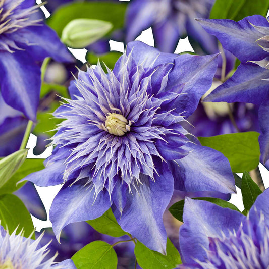 Bosrank 'Multi Blue' - Clématis multi blue - Tuinplanten