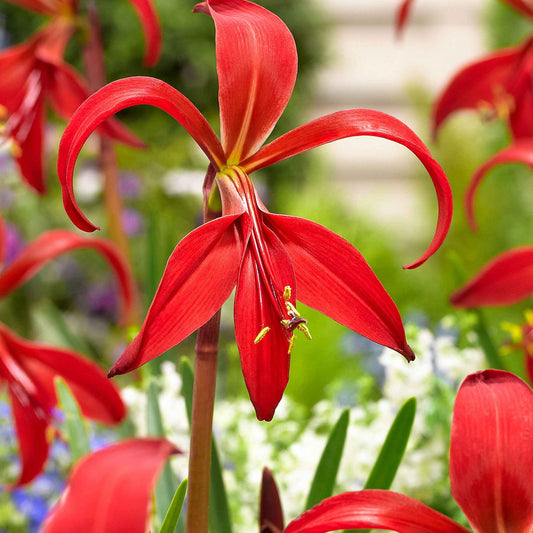 Sprekelia (x2) - Bakker