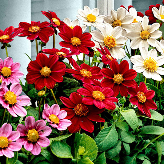 Dahlia 'Topmix' (x5) - Dahlias topmix - Bloembollen