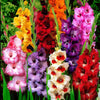 Grootbloemige gladiool Mix (x50) - Gladiolus 'zizanie', 'stéréo', 'belle de nuit', 'p - Bloembollen