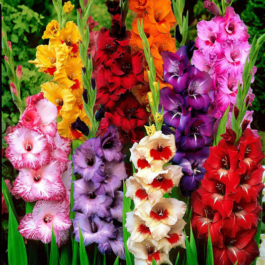 Grootbloemige gladiool Mix (x50) - Bakker