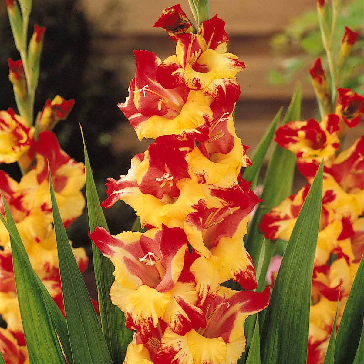Verkoop Grootbloemige gladiool Mix (x50)