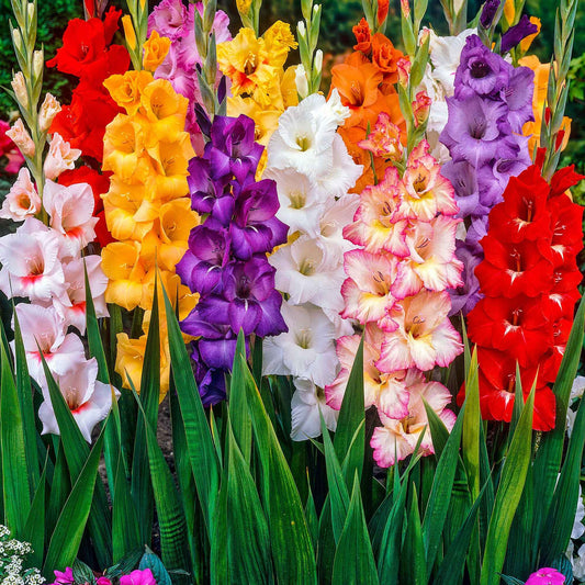 Grootbloemige gladiool Mix 'Pride' - Gladiolus - Bloembollen