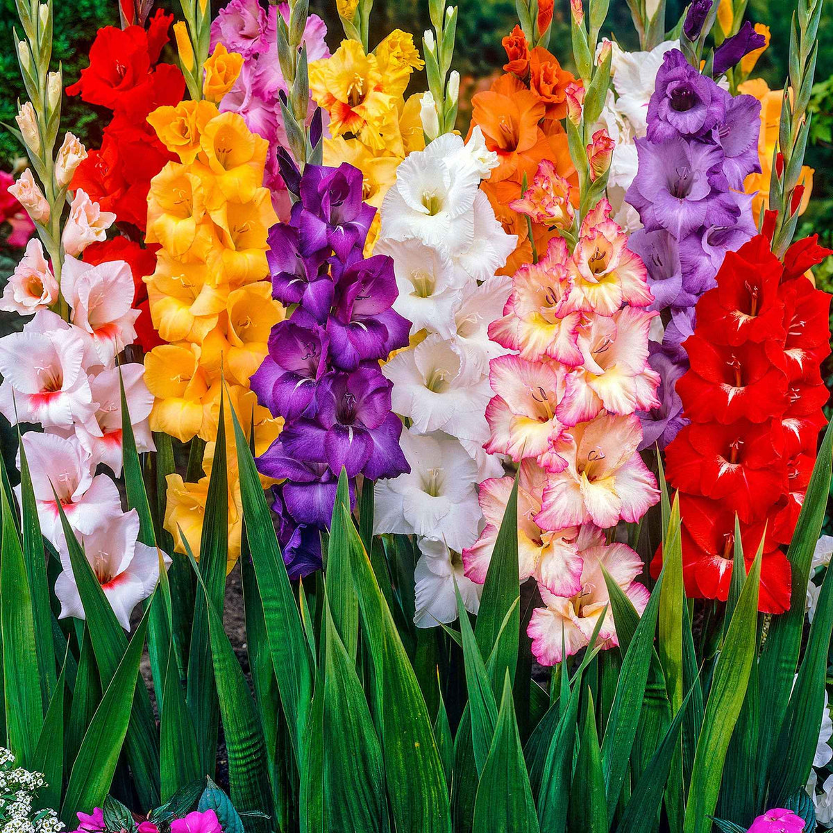Grootbloemige gladiool Mix 'Pride' - Bakker