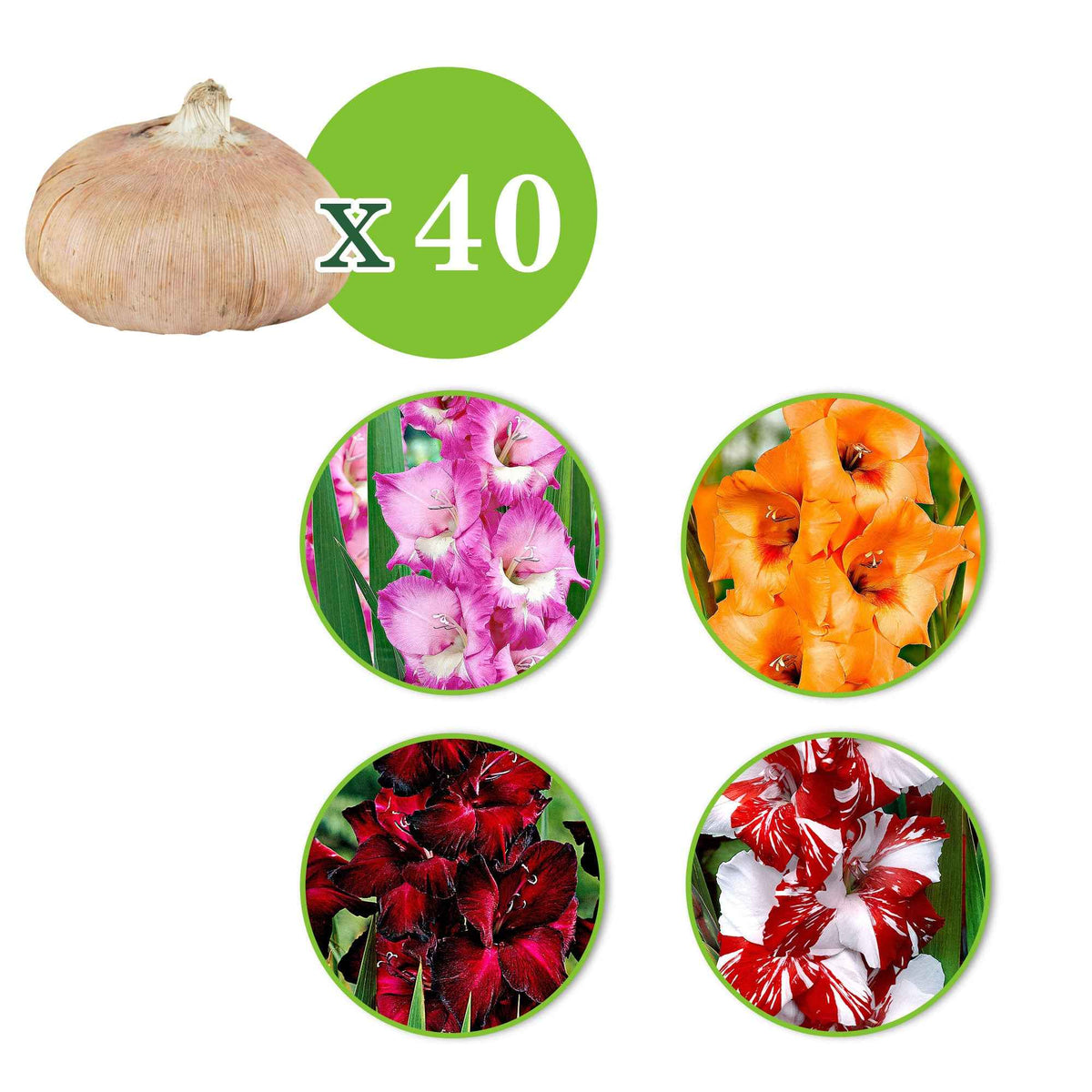 Grootbloemige gladiool - Mix (x40) - Gladiolus 'Back Surprise', 'Peter Pears', 'Fairytale Pink', 'Koi Pursuit' - Bakker